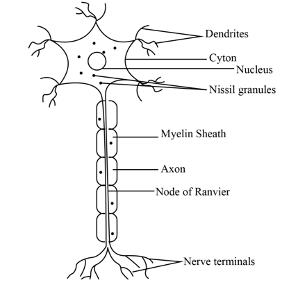 human nerve system